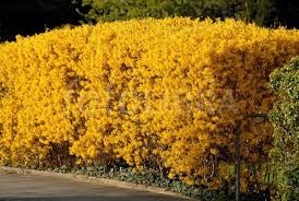 Best Screening Plants Forsythia Hedge Plants For Screening Privacy Hedge Ideas Privacy Plants Screen Plants Plants