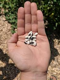 Maybe you would like to learn more about one of these? Bean Wikipedia