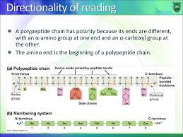 To form polypeptides and proteins, amino acids are joined together by peptide bonds, in which the amino or nh 2 of one amino acid bonds to the carboxyl (acid) or cooh group of another amino acid. Polypeptides And Protein Structure Ppt Download