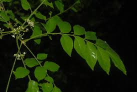 Image result for Trichilia capitata