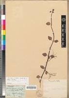 Image result for Heterotis decumbens