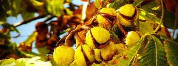 The chestnut genus castanea, belongs to the family fagaceae, which also includes ash and beech trees. Best Time To Prune A Horse Chestnut Tree T H Tree Services