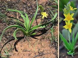 Image result for Hypoxis