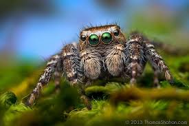 Macro Photos Of Cute And Cuddly Jumping Spiders By Thomas Shahan Amazing Macro Photography Macro Photography Macro Photos