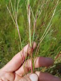 Image result for Schizachyrium brevifolium