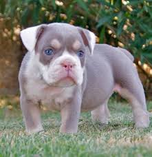 If you are looking to adopt or buy a frenchy take a look here! Lilac English Bulldog For Sale Google Search English Bulldog For Sale Bulldog Dogs