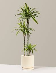 Image result for Dracaena laxissima