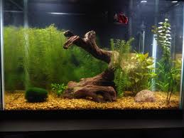 The more light that is provided the more dense the foliage. 20 Gallon Planted Betta Tank After A Water Change And Trim Aquariums