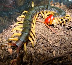 Check spelling or type a new query. Many Legs The Red Headed Centipede 6legs2many