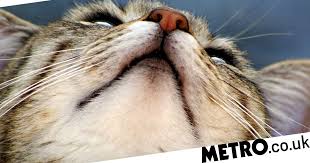Cats get acne (or would that be catne?). Cat Acne Is Real And Here S What You Can Do About It Metro News