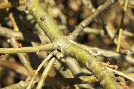 Image result for Buchnera speciosa