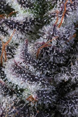 Trichomes house the plant's essential compounds, AI generated