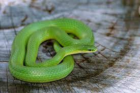 Opheodrys Vernalis Smooth Green Snake Green Snake Snake Reptile Snakes