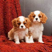 Covington Cavaliers Breeders Greg Heidi Mohn Northwest Washington State Cavalier Rescue King Charles Spaniel Cavalier King Charles Spaniel
