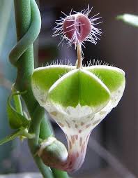 Image result for Ceropegia haygarthii