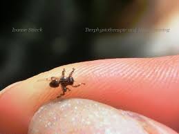 Zudem mache ich jedes halbes jahr einen kotprobentest bei pixie, und lasse direkt schauen ob sie sich irgendwas eingefangen hat. Wichtig Hirschlausfliege