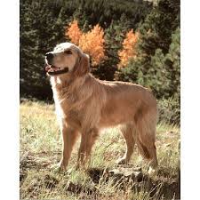 Neem Oil Natural Flea Control Recipes For Cats And Dogs Best Dog Breeds Natural Flea Control Natural Dog
