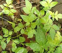 Image result for Cleome rutidosperma