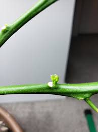 Maybe you would like to learn more about one of these? After A Long Fight With Spider Mites My Lemon Tree Lost All Of Its Leaves And Many Branches Looked Dead Today It Surprised Me Lemon Tree Spider Mites Mites