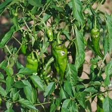 1 von 20 chilis werden scharf sein, und der rest mild. Chili Black Namaqualand