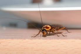 The professionals will remove every little presence they have in your home. 7 Things You Didn T Know About Cockroaches Roach Prevention