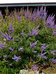 Image result for Vitex patula
