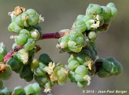 Image result for Salsola rabieana