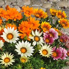 Image result for foto Gazánie