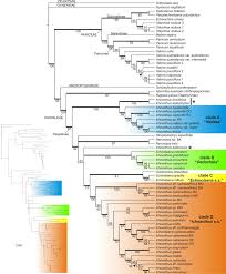 Image result for Poecilostachys oplismenoides