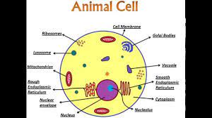 These small organelles perform a number of functions regarding the digestion of compounds such as fats, amino acids, and sugars. An Introduction To Animal Cell And Its Organelles Youtube