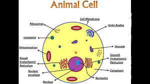 We did not find results for: An Introduction To Animal Cell And Its Organelles Youtube