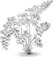 Adiantum Decorum Ferns Clipart Etc Flower Artwork Flower Drawing Cool Art Drawings