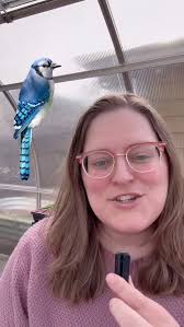 Incidentally, @vladdyjr27 no is also a 26 year old Blue Jay. , Follow me  @bluejaywanderer, 📷 Video by flora_and_frost, (DM for credit or removal/  No copyright intended. All rights are reserved & ...