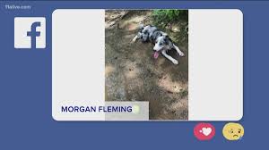 Advertise your dogs for free! Lake Allatoona Trip Turns Tragic For Marietta Couple S Dog 11alive Com