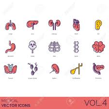 During a duodenal intubation the probe does not pass from the stomach into the duodendum. Medical Icons Including Lungs Liver Kidneys Heart Ear Stomach Royalty Free Cliparts Vectors And Stock Illustration Image 127214693