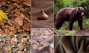 Colors in nature and biblical meaning of primary colors. Colour Psychology The Meaning Of Brown Karen Haller Blog Karen Haller Colour Design Consultancy Is Based In West London Uk Working With Businesses And Private Clients On Their