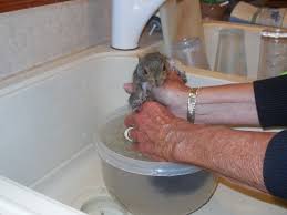 Bathing A Squirrel