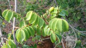 Image result for Rourea