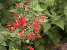 Masses of concentric stacks of tubular flowers gives the plant compact, spiky look. 10 Popular Species Of Salvia Plants