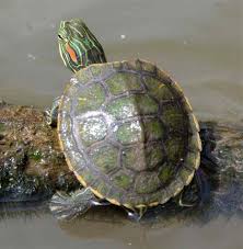 Basically, you'll need an aquarium full of water. Red Eared Slider Turtle Facts Habitat Diet Pet Care Pictures