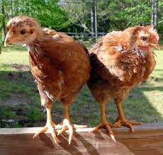 Roosters have elongated, narrow and pointy saddle feathers on their sides right in front of the tail. 11 Ways To Figure Out If Chicks Will Be Hens Or Roosters Fresh Eggs Daily