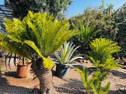 Image result for Encephalartos senticosus