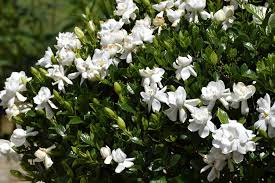 Image result for Gardenia