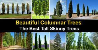 Top 10 narrow trees for small gardens. Amazing Columnar Trees The Best Tall Skinny Trees Pictures