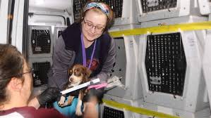 Check spelling or type a new query. Rescue Network Sends Southern Puppies North The Pew Charitable Trusts