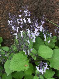 Image result for Plectranthus fruticosus