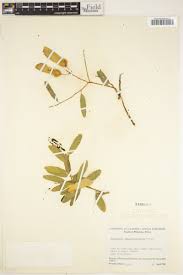 Image result for Securidaca longepedunculata