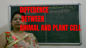 We did not find results for: Difference Between Animal Cell And Plant Cell Class 9th Of Cbse And Icse Youtube