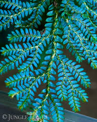 Image result for Selaginella vogelii