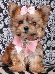Micro Teacup Morkie Soooooooo Cute Morkie Puppies Puppies Cute Animals